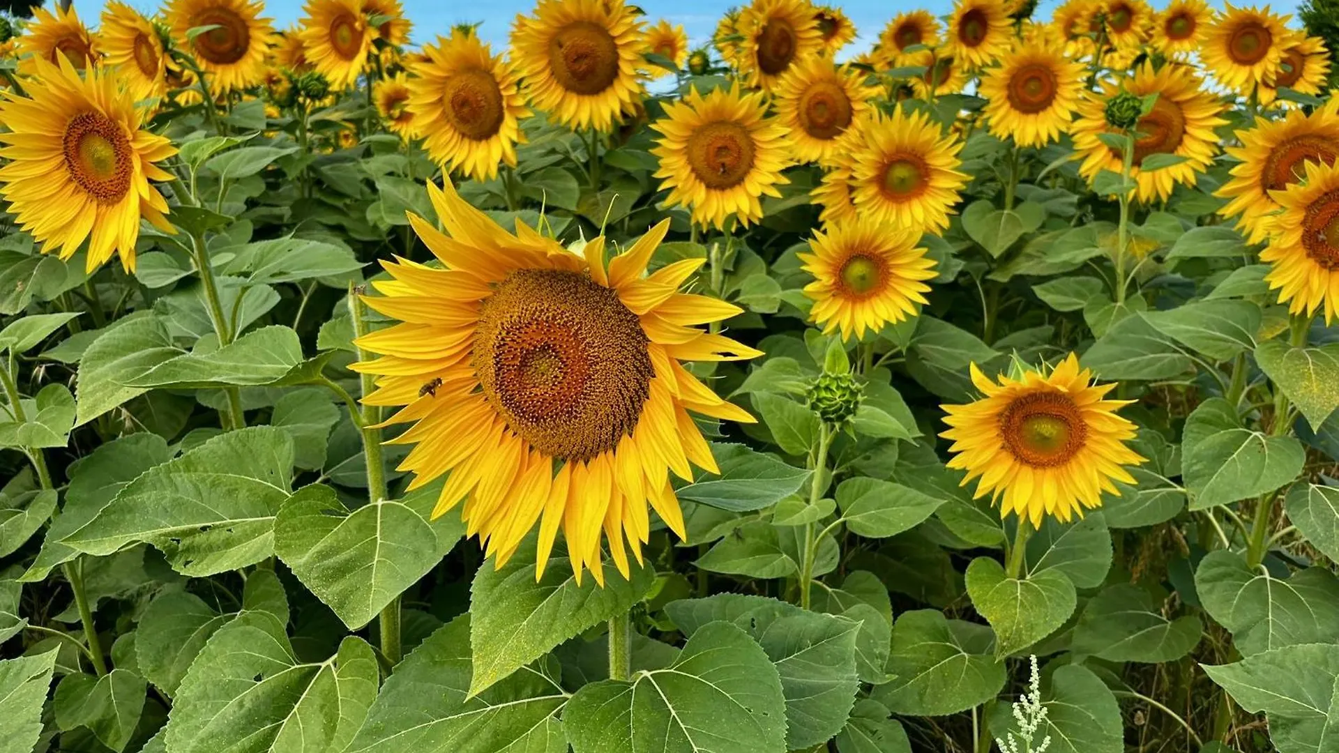 Agriturismo Salcino Grosseto Farm stay
