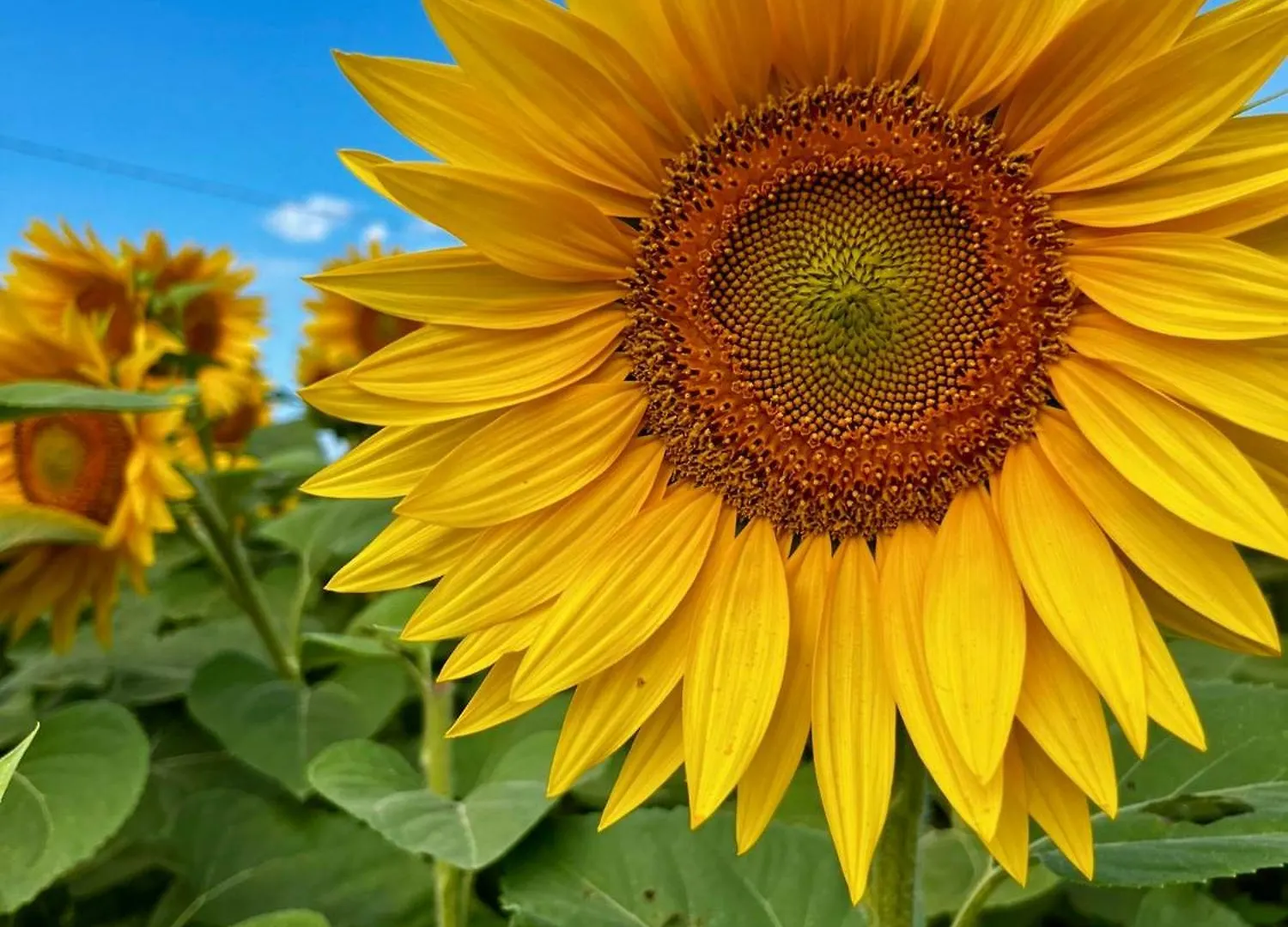 Farm stay Agriturismo Salcino Grosseto Italy